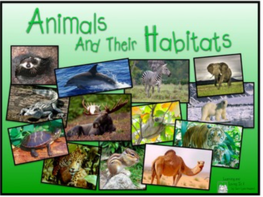 Uso de recursos educativos abiertos para AICLE Animals and their habitats