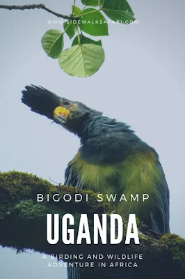 Visit Bigodi Wetlands Sanctuary in Uganda