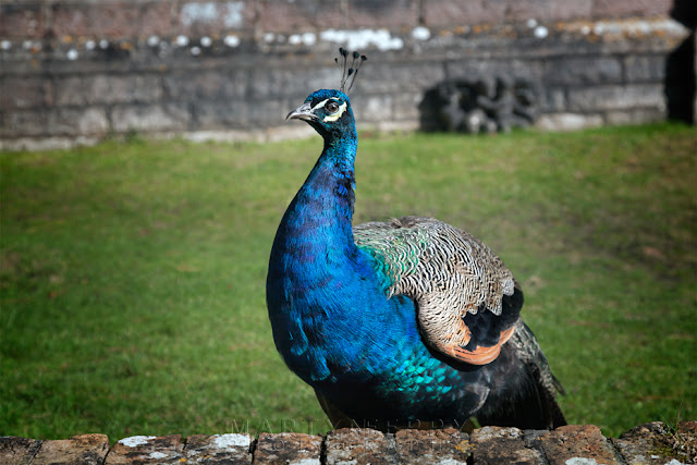 National Trust Brownsea Island peacock with iridescent colours