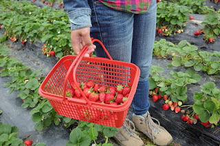 Basket of strawberries