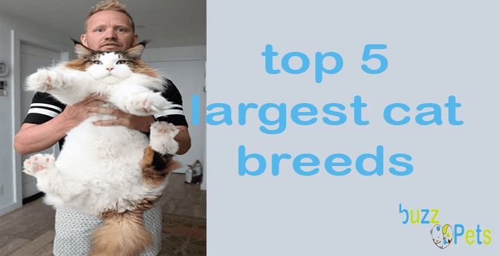 Top 5 Largest Cat Breeds