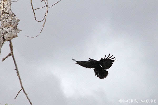 Forevermore The Raven: Raven/Hawk Drama!