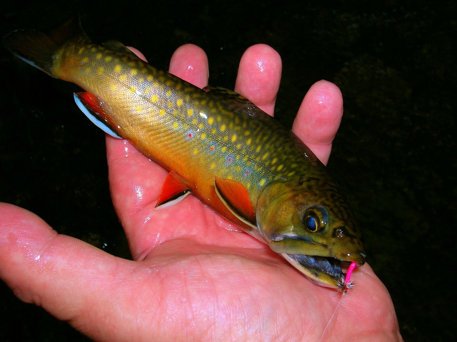 Small Stream Reflections Farmers Markets, Worms, and Brook Trout