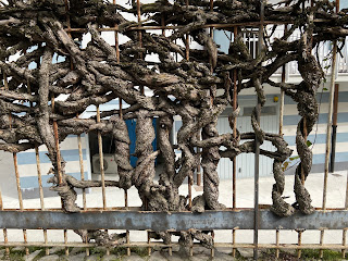 On a fence near the stadium a once hardy ivy's remains, intricately woven into a metal fence.