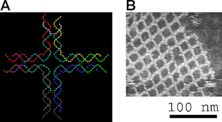 Solda, iki boyutlu periyodik bir örgü yapmak için kullanıla bir DNA karosunun modeli. Sağda, meydana gelen örgünün atomik güç mikrografı.