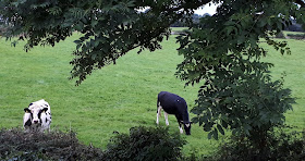 lehma lehman honkays, laidun, pelto, irlantilainen lehma