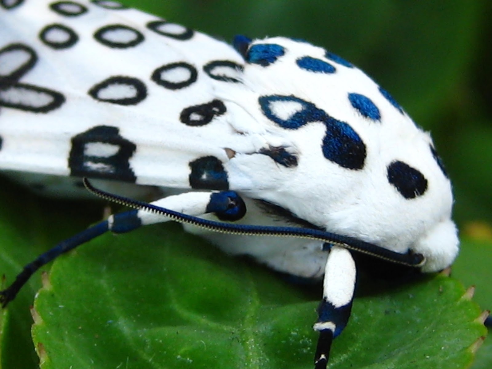 Bugs R Cool: Giant Leopard Moth