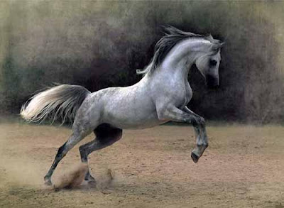 صور حصان صور حصان