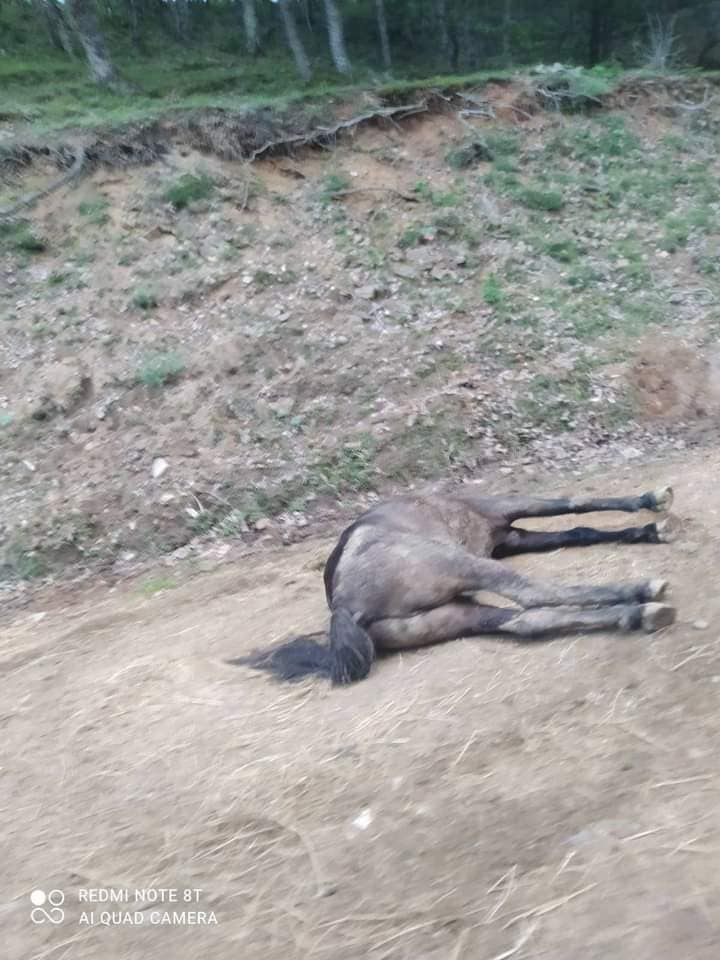 Λυκοδρόμιο Ξάνθης: Πέθανε άλογο που βρέθηκε παρατημένο και παράλυτο [ΦΩΤΟ]