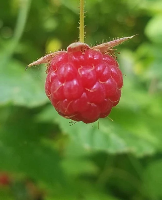 raspberry on bush