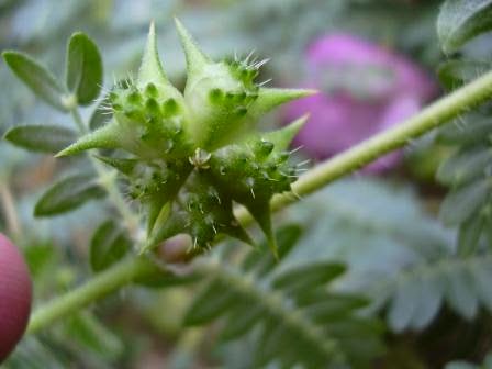 Rasa herbal ini sangat tajam, pahit, bersuhu cendrung hangat. Kandungan kimia didalamnya adalah linoleic acid, minyak esensial, tannin, phylloerytrin, glycoside, phlobaphenes, dan peroxidase.