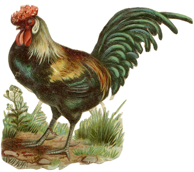 vintage rooster clip art - photo #4