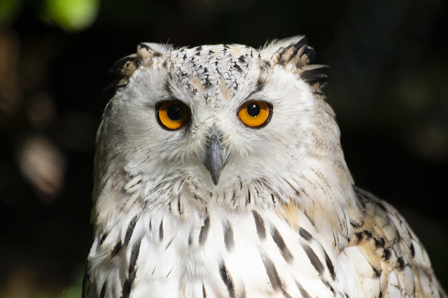 amber-eyes-white-owl