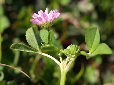 Trébol fresa (Trifolium fragiferium)