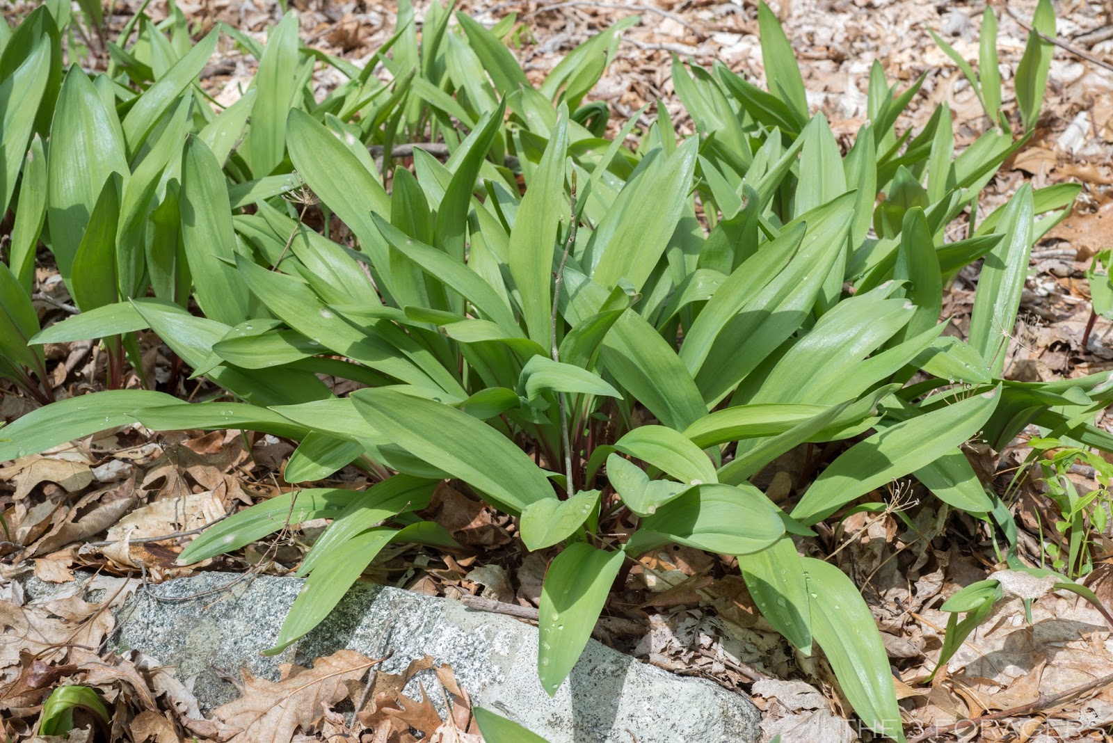 The 3 Foragers Foraging for Wild, Natural, Organic Food Ramps Recipe