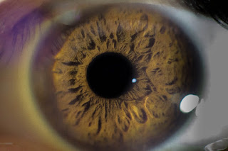 Do eyeballs grow like the rest of the body?