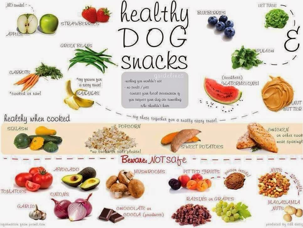 01dogs 10 Healthy Human Food For Dogs
