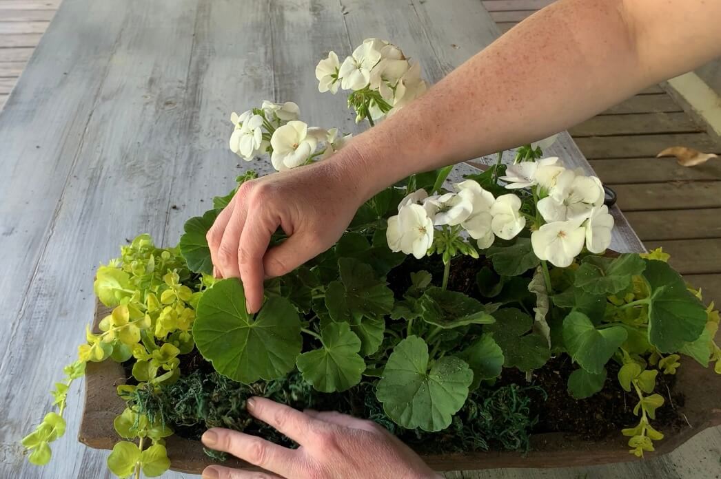 How to Make a Wood Dough Bowl Planter Centerpiece The Roots of Home