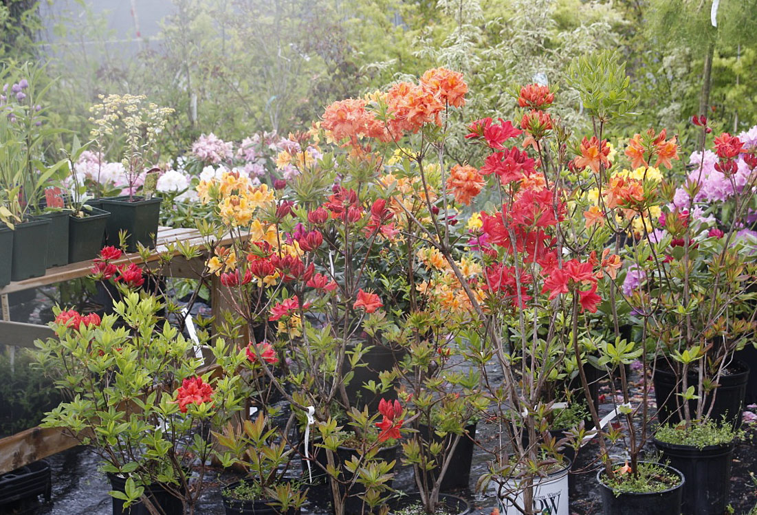 Baldwin Nurseries Perennials, shrubs, trees for Nova Scotia Gardeners