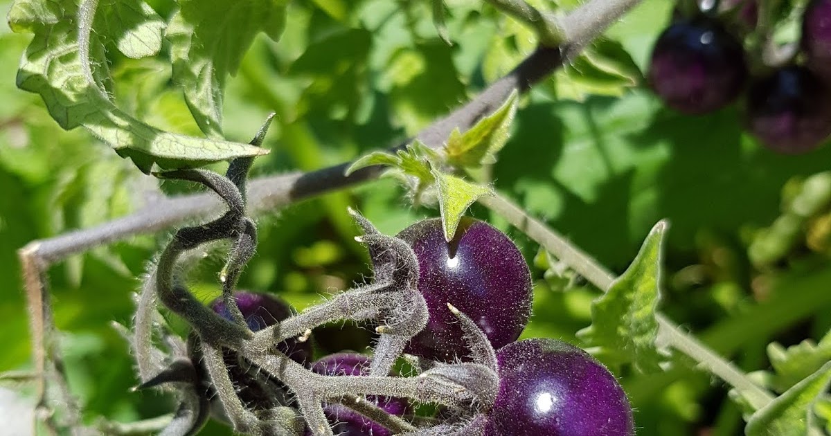 Курчавость верхушки томатов. Семядоли петунии что это. Скручиваются макушки томатов. Стебли томатов фиолетовые. Черные помидоры с сиреневым стеблем.