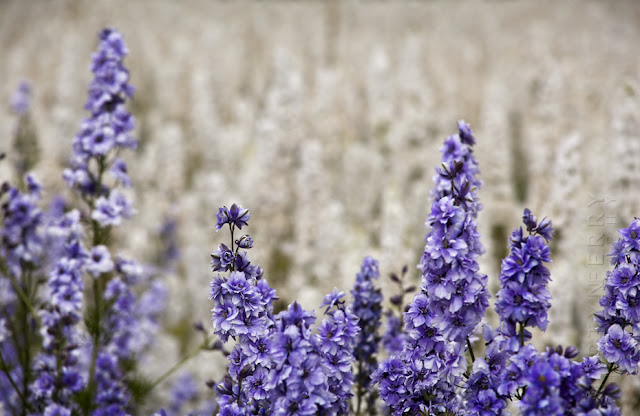 Close up shot of blue Delphiniums with a sea of white flowers behind www.martynferryphotography.com
