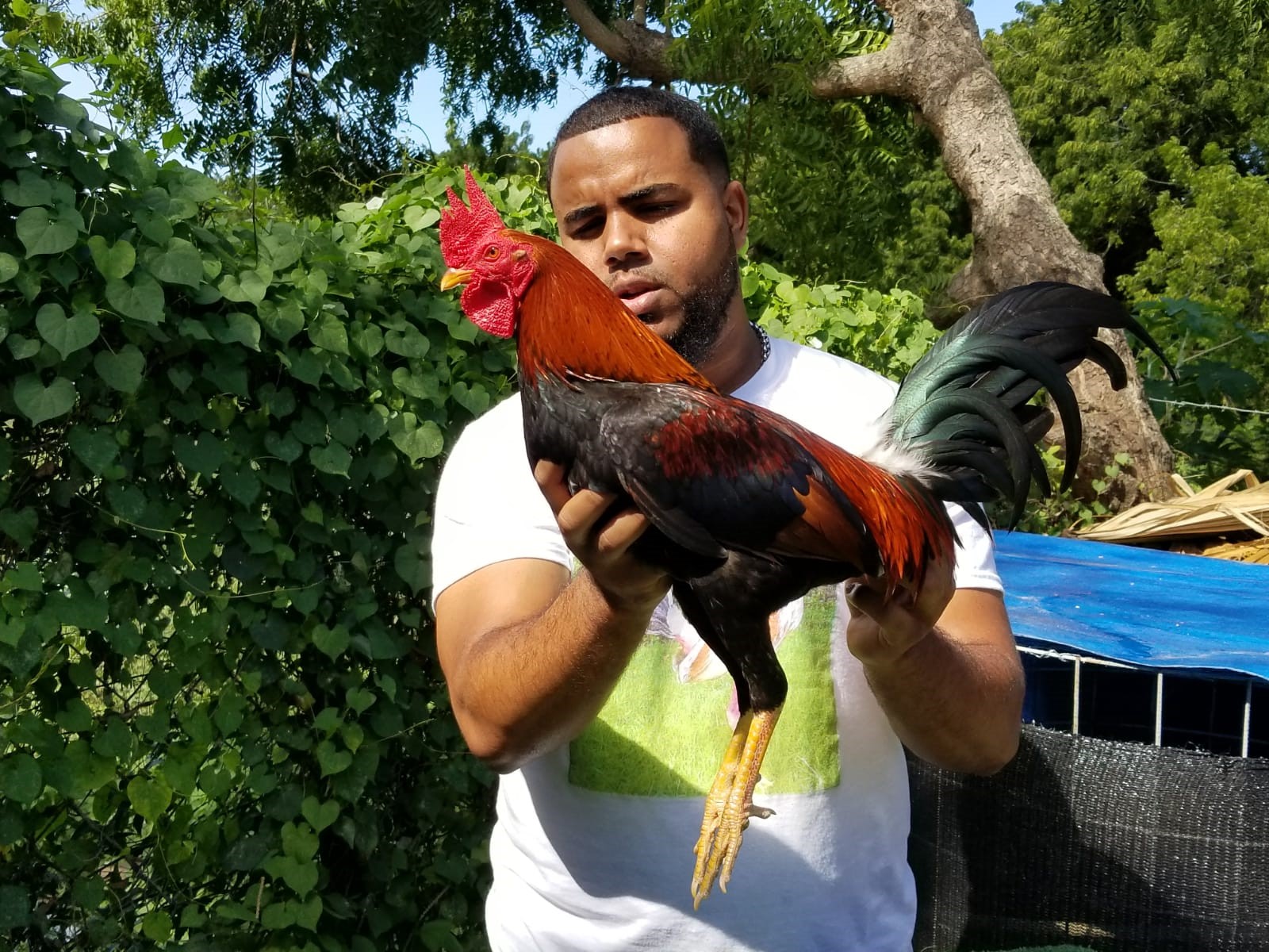 JANOR DUARTE VS EL SEÑOR DE LA MONTAÑA Y LE GANA DE NUEVO LA SERIE ESTA