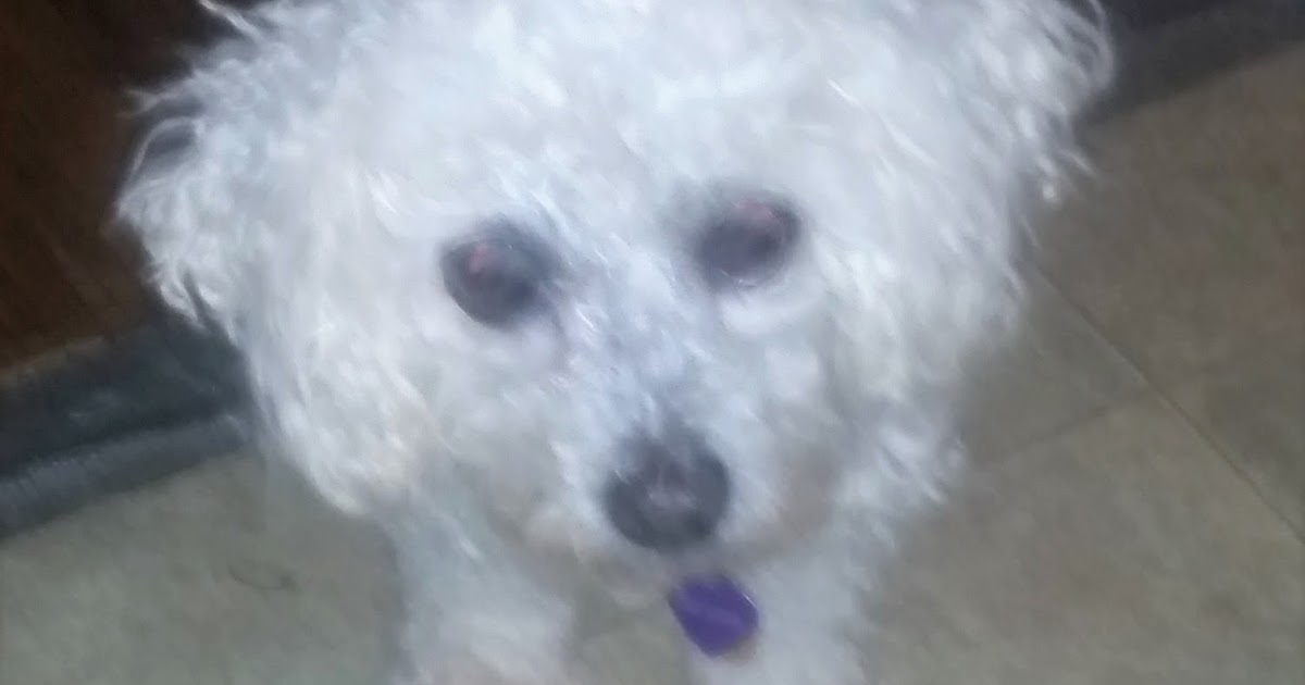 Natural Remedy For Collapsed Trachea Helps Senior Maltese Dog Holistic Vet and Pet Nutrition