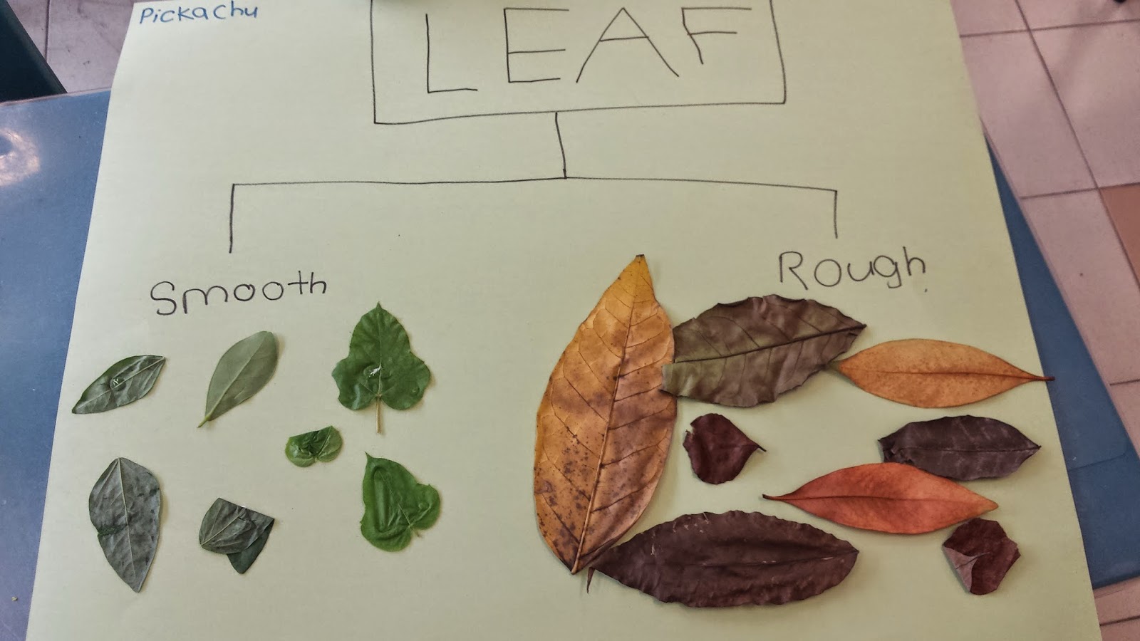 Class 3A 2014: Group work: Classifying leaves (Plant Systems)