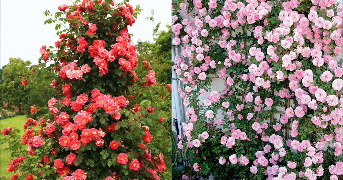 How to Grow Climbing Roses
