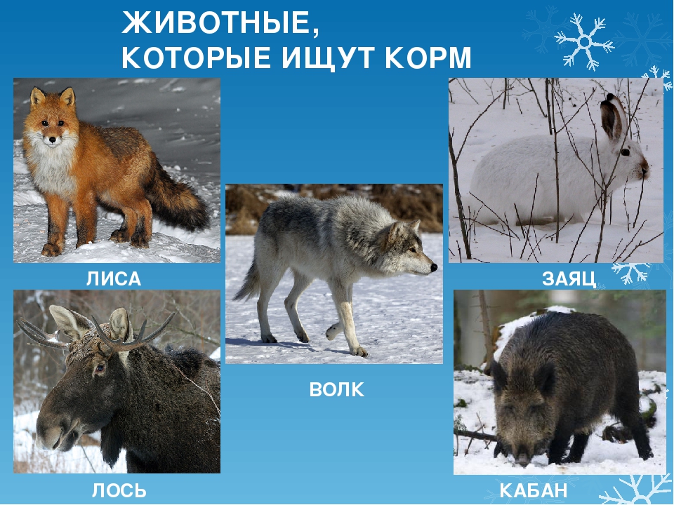 Лось кабан и волк. Зимующие животные для детей. Волк лиса и заяц. Зимующие животные картинки. Медведь волк белка.