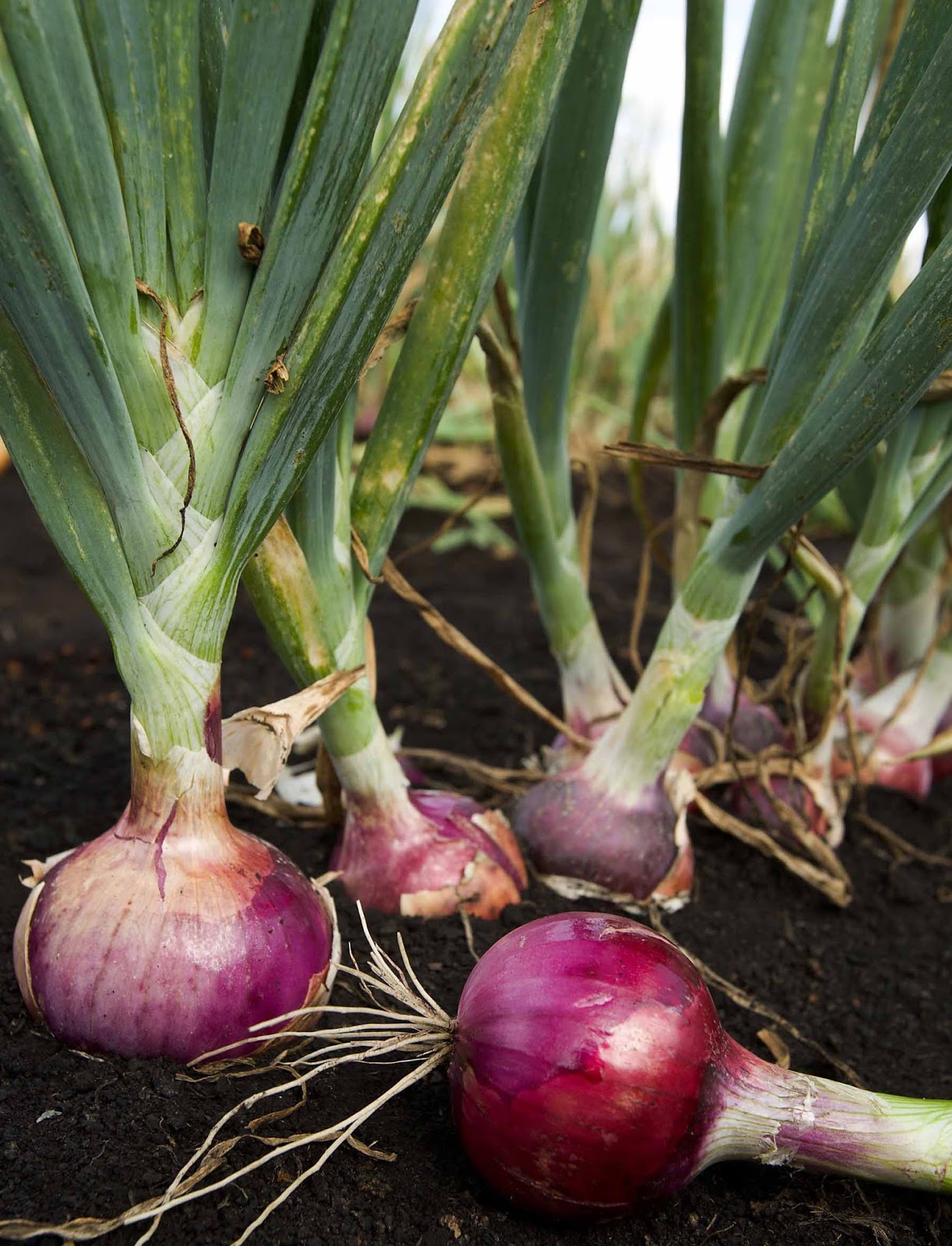 Delicious onion leaves something extraordinary health benefits Beauty