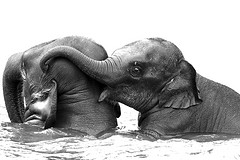 'baby elephant | playing in the water' by Adam Foster | Codefor on Flickr