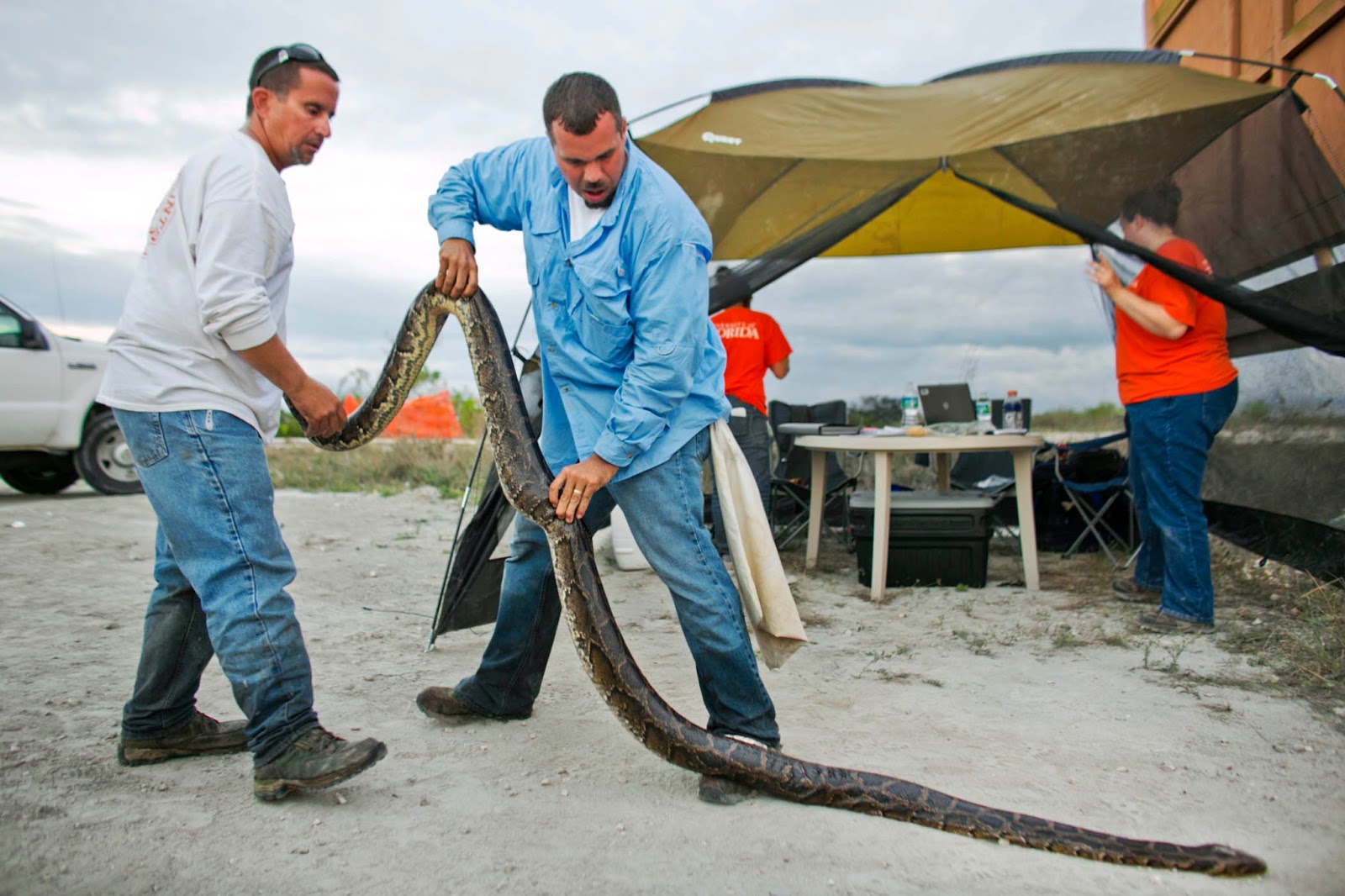Florida Python Hunters