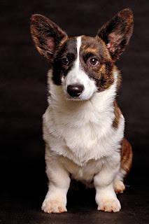 white and brown cardigan welsh corgi, cute puppy pictures