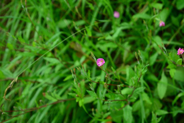 Oenothera rosea Oenothera rosea