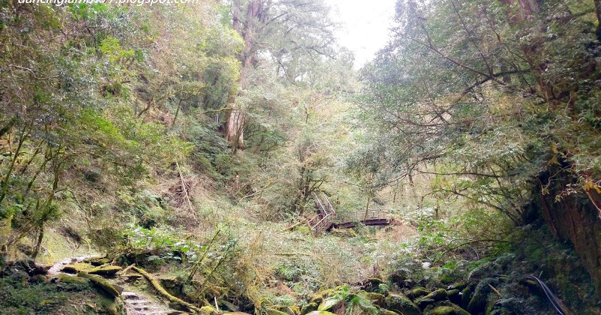 [旅遊] 拉拉山(達觀山)神木步道: 芬多精中的漫步
