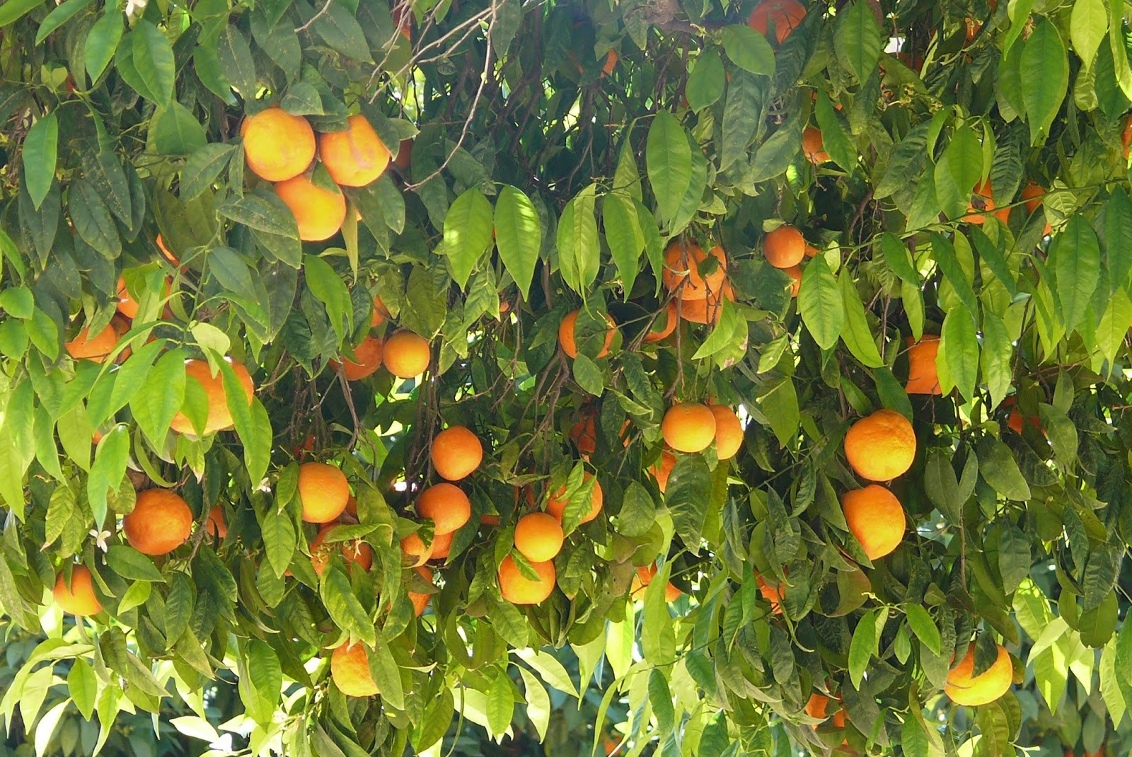 The Food Garden Group Fruit Citrus In Tasmania The Food Garden Group Fruit Citrus In Tasmania