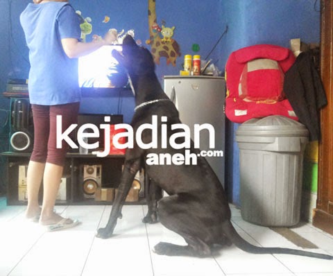Rekomendasi Obat Kutu Anjing Dan Kucing Terbaik Kejadian Aneh