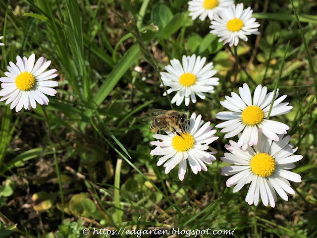 Biene auf Gänseblümchen