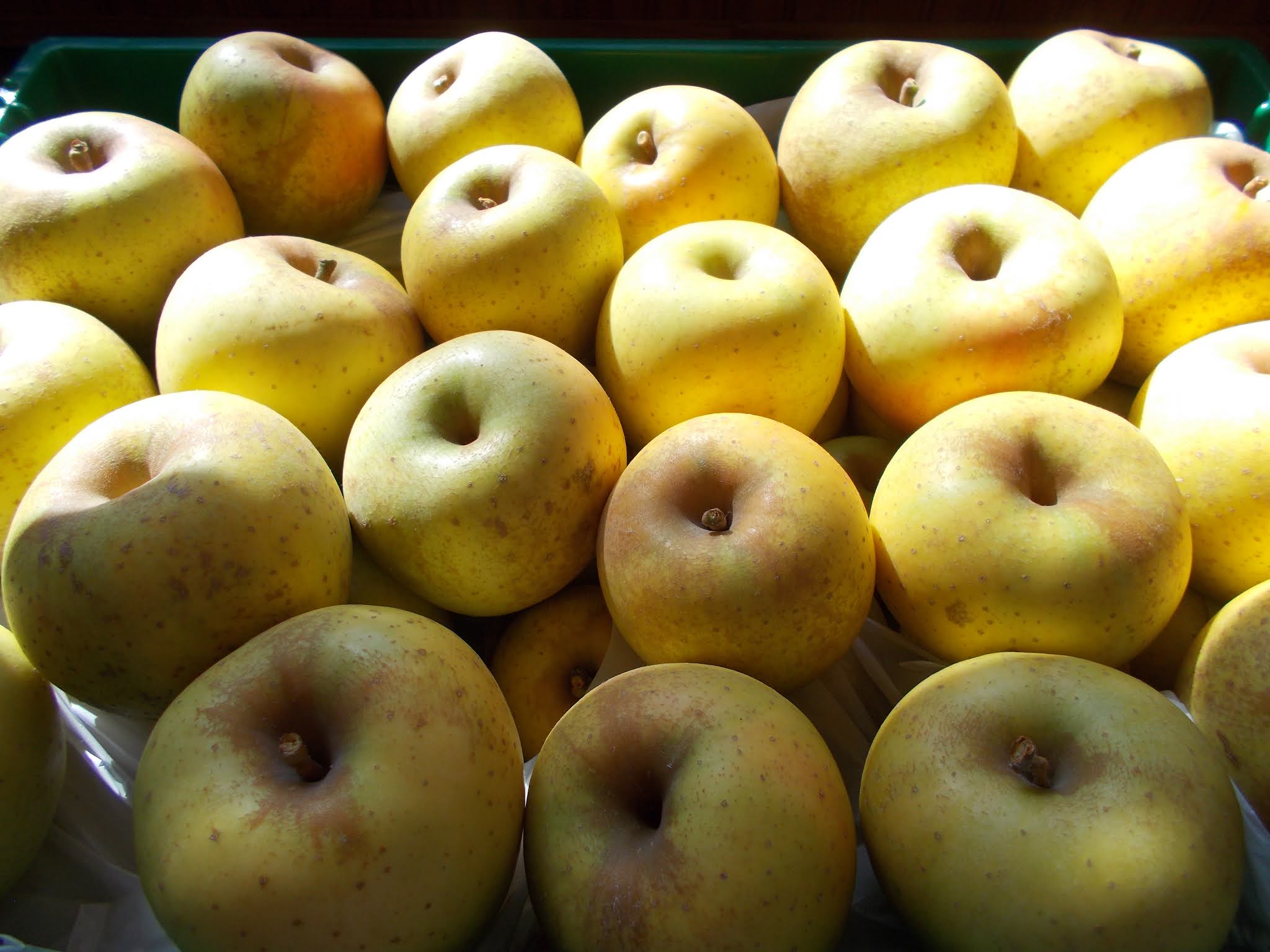 Brenda's Berries & Orchards 'Gold Rush' Apples Ripe Now