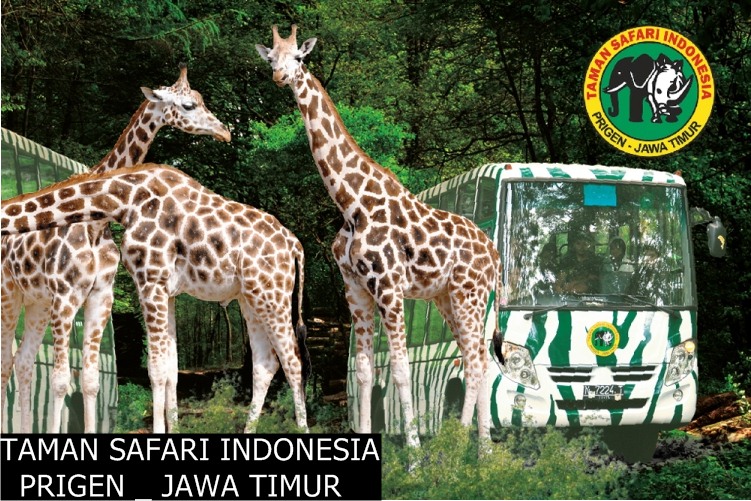 taman safari indonesia ii jatim pasuruan jawa timur