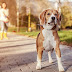 Πάρκο σκύλων: Πέντε tips που κάνουν τη βόλτα ασφαλή και μειώνουν τους κινδύνους