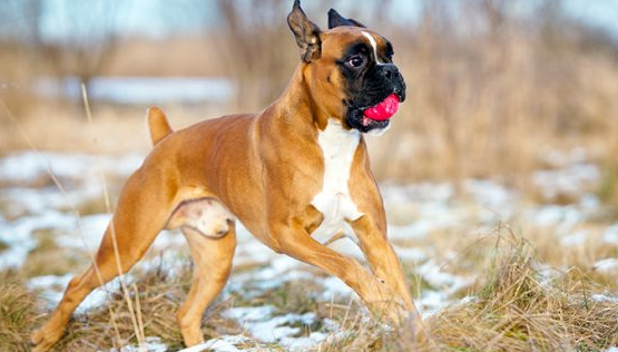 Boxer Pure Breed Puppies Boxer Puppy Price In Kochi