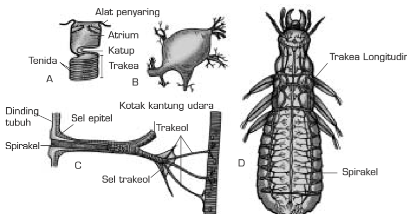 Sains Teknologi Art Dan Bisnis Sistem Respirasi Pernafasan Pada Binatang Jenis Serangga