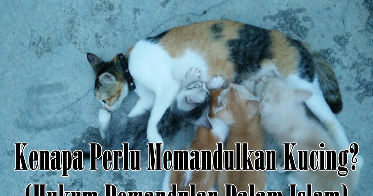 Kenapa Perlu Memandulkan Kucing Eintan Nurfuzie Lifestyle Beauty Travel Tips Rawatan Kucing Review Kenapa Perlu Memandulkan Kucing Eintan Nurfuzie Lifestyle Beauty Travel Tips Rawatan Kucing Review