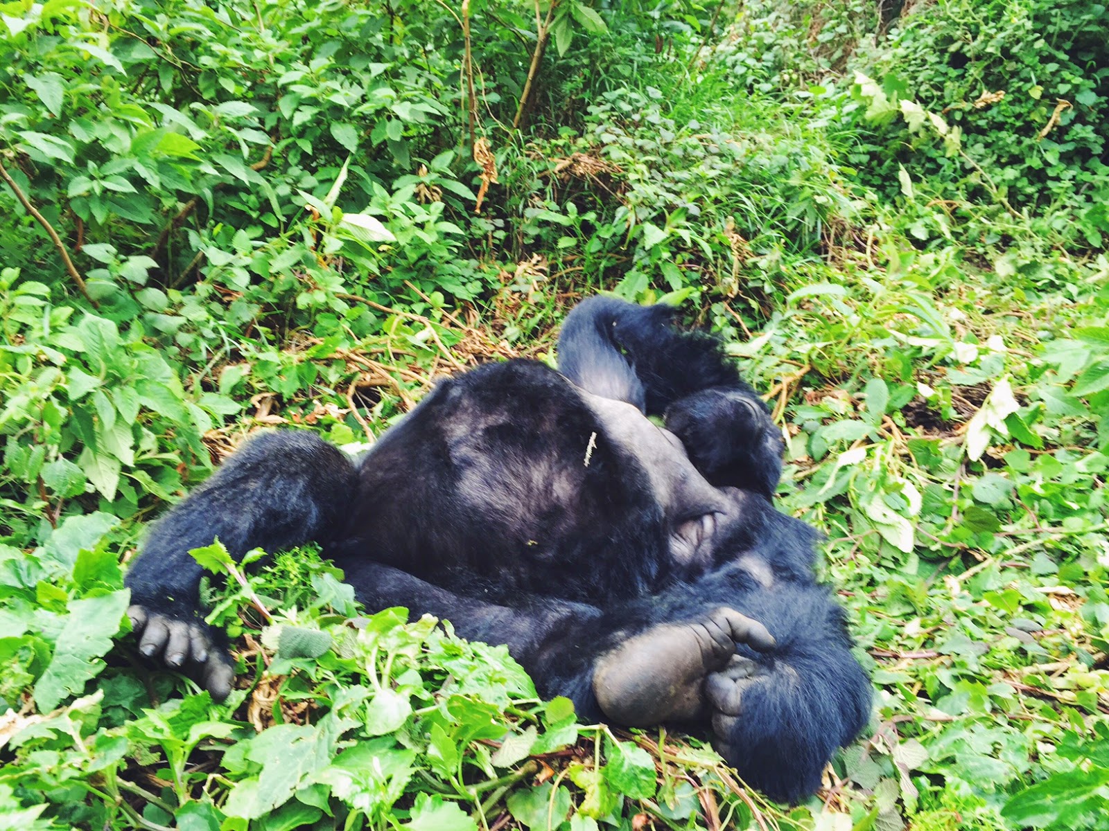 amahoro family  mountain gorillas volcaoes national park rwanda africa