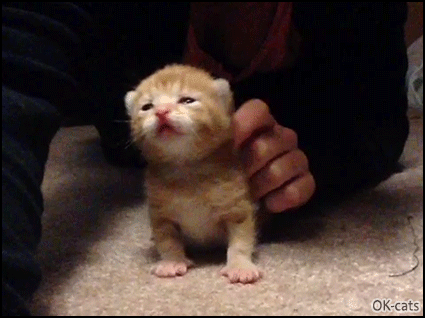 Cute Kitten GIF • Kitty loves to be petted but becomes drunk and loses his balance. It's so good Cute Kitten GIF • Kitty loves to be petted but becomes drunk and loses his balance. It's so good