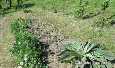 orto naturale, biologico, biodinamico con zucchine, melanzane, peperoni, papaveri, tassobarbasso