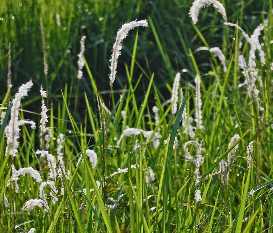 Manfaat dan Khasiat Rumput Ilalang  atau Alang alang 