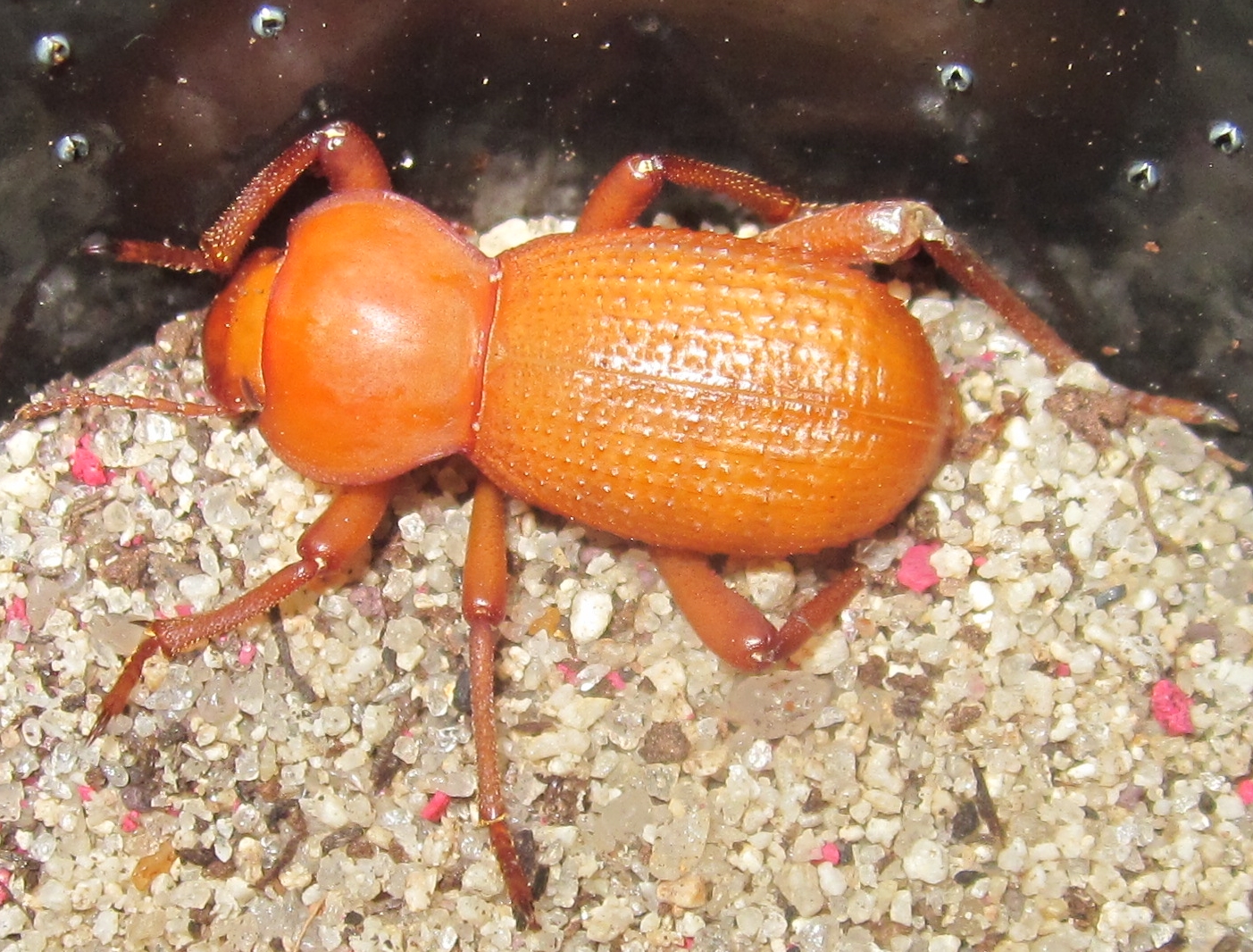 Cryptoglossamuricata%25234.JPG